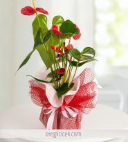 Kırmızı Antoryum Saksı Çiçeği JUMBO BOY
